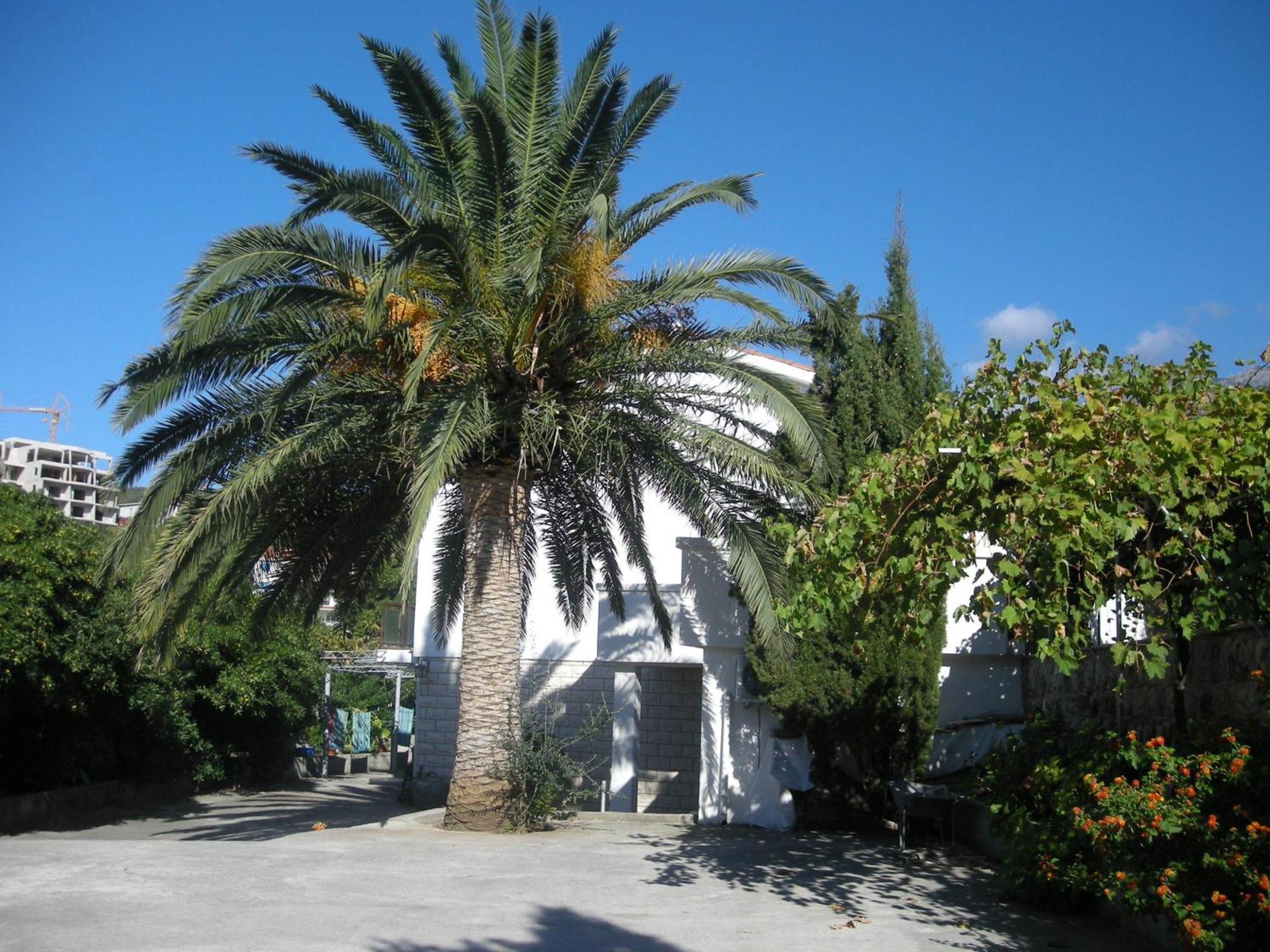 Apartment Becic Budva